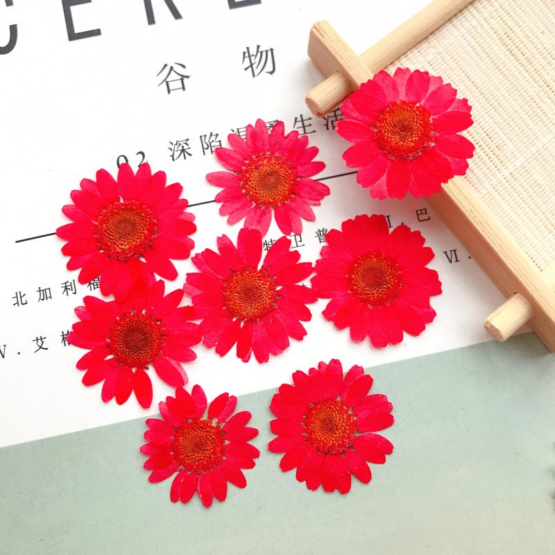 Customized Multi-color Pressed Daisy Dried Flower DIY Material Daisy Flower