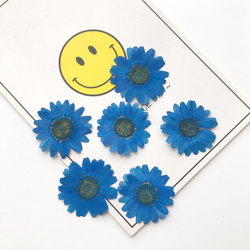 Customized Multi-color Pressed Daisy Dried Flower DIY Material Daisy Flower