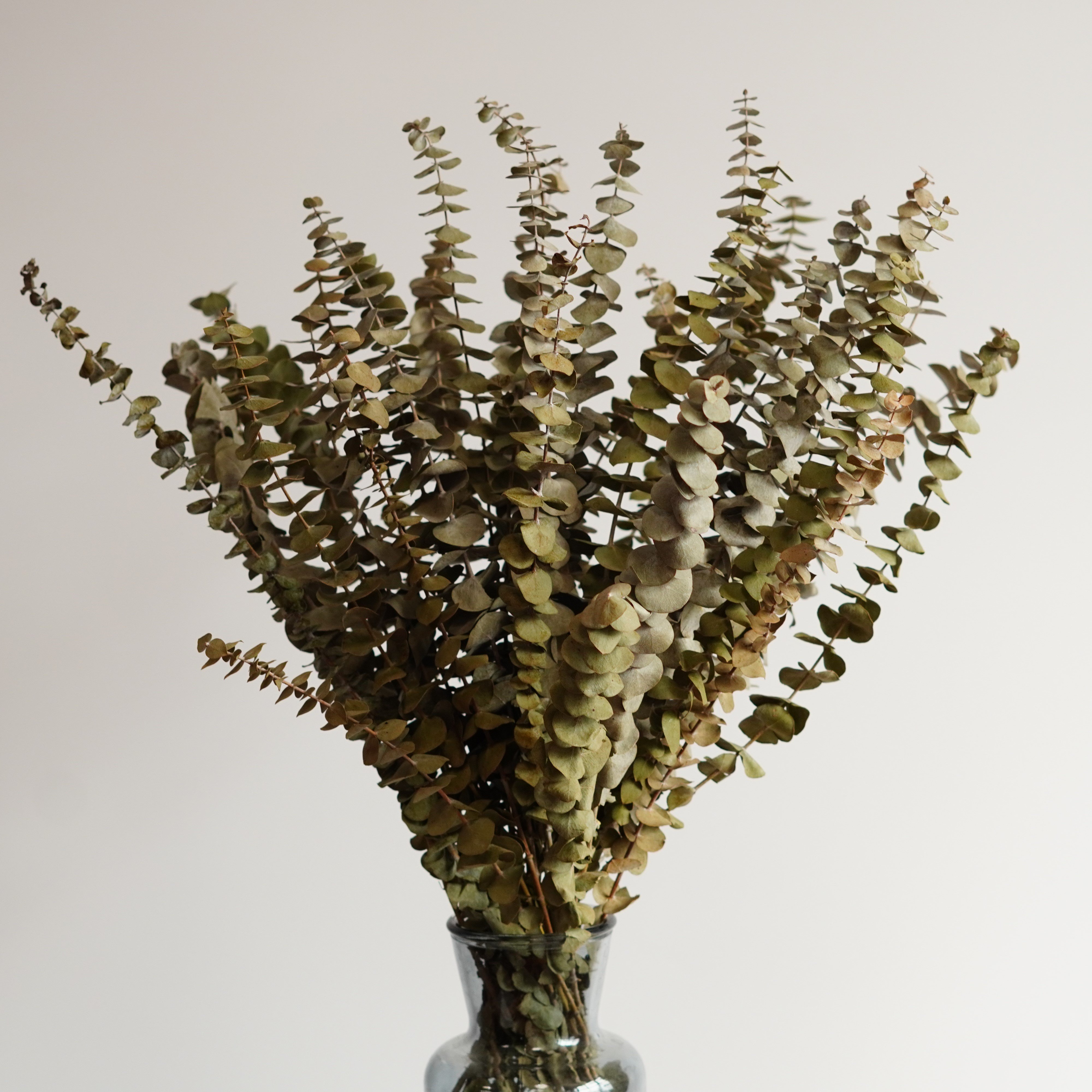 Preserved Eucalyptus Dried Eucalyptus Bunch Home Decor Shower Aesthetic Natural Eucalyptus Leaves