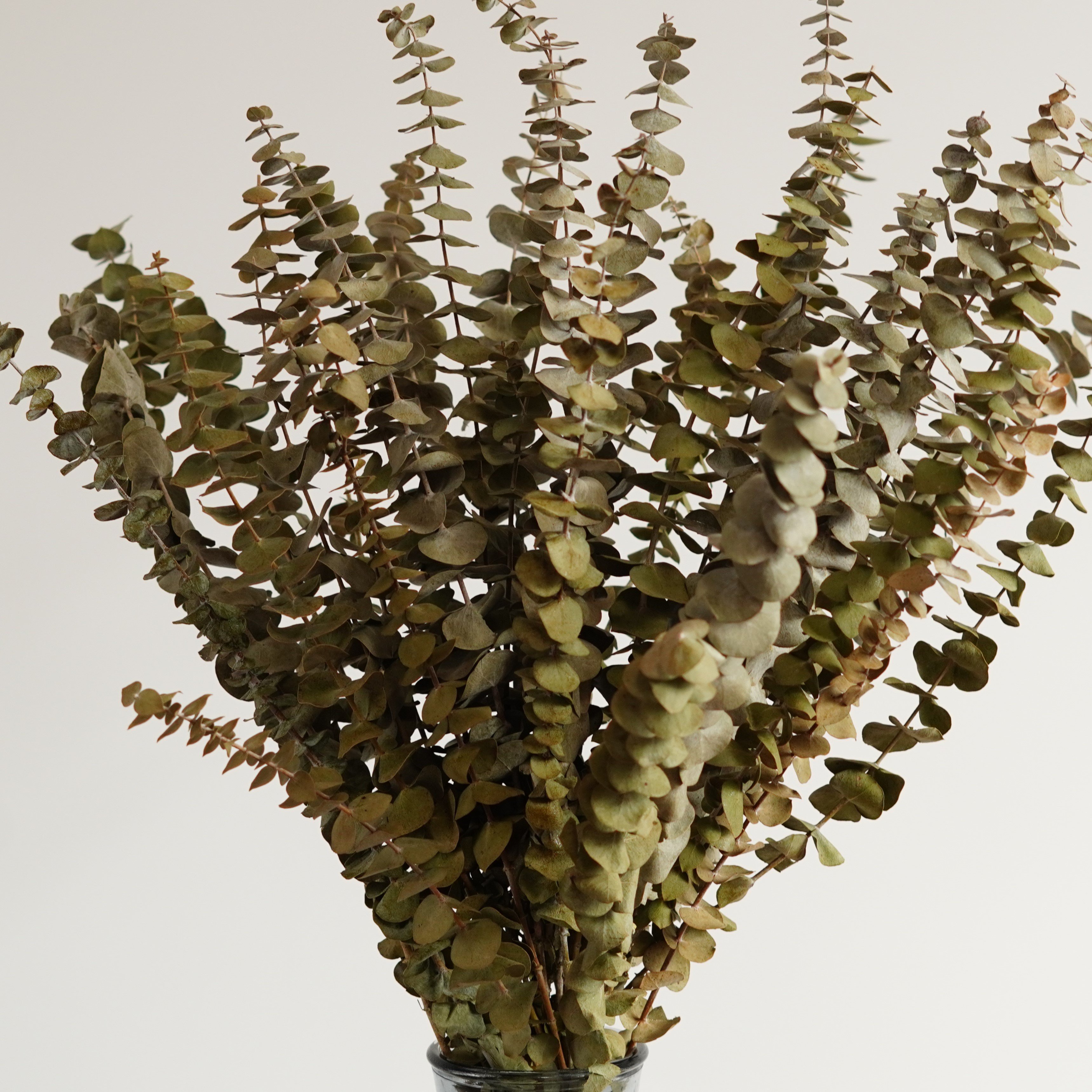 Preserved Eucalyptus Dried Eucalyptus Bunch Home Decor Shower Aesthetic Natural Eucalyptus Leaves