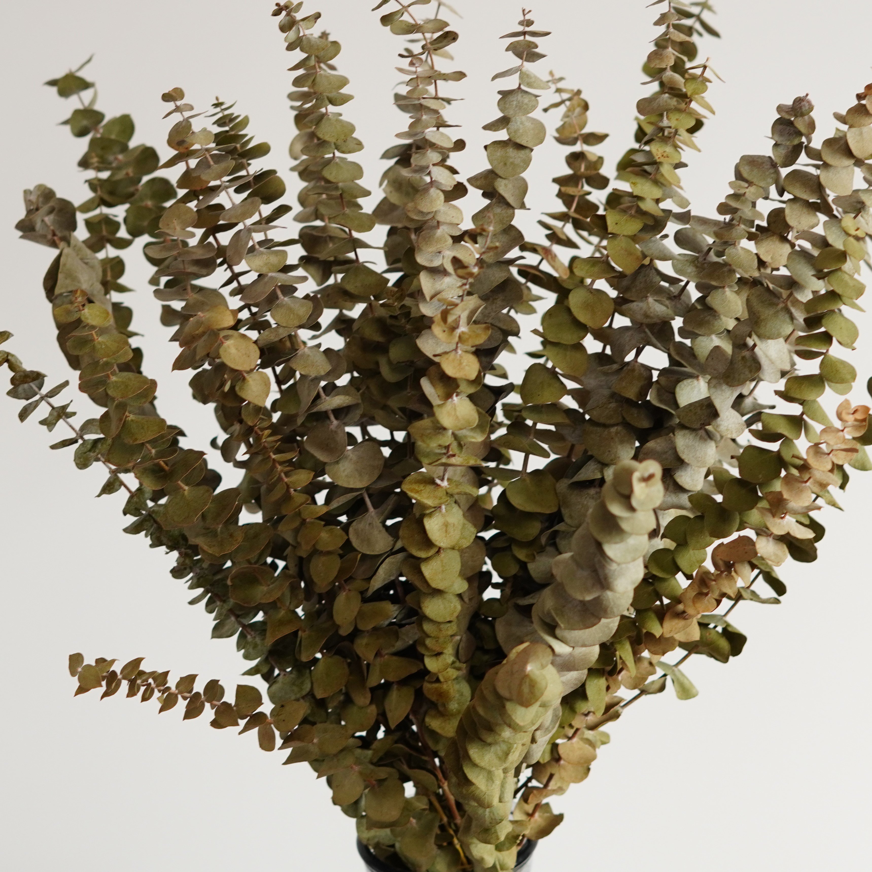 Preserved Eucalyptus Dried Eucalyptus Bunch Home Decor Shower Aesthetic Natural Eucalyptus Leaves