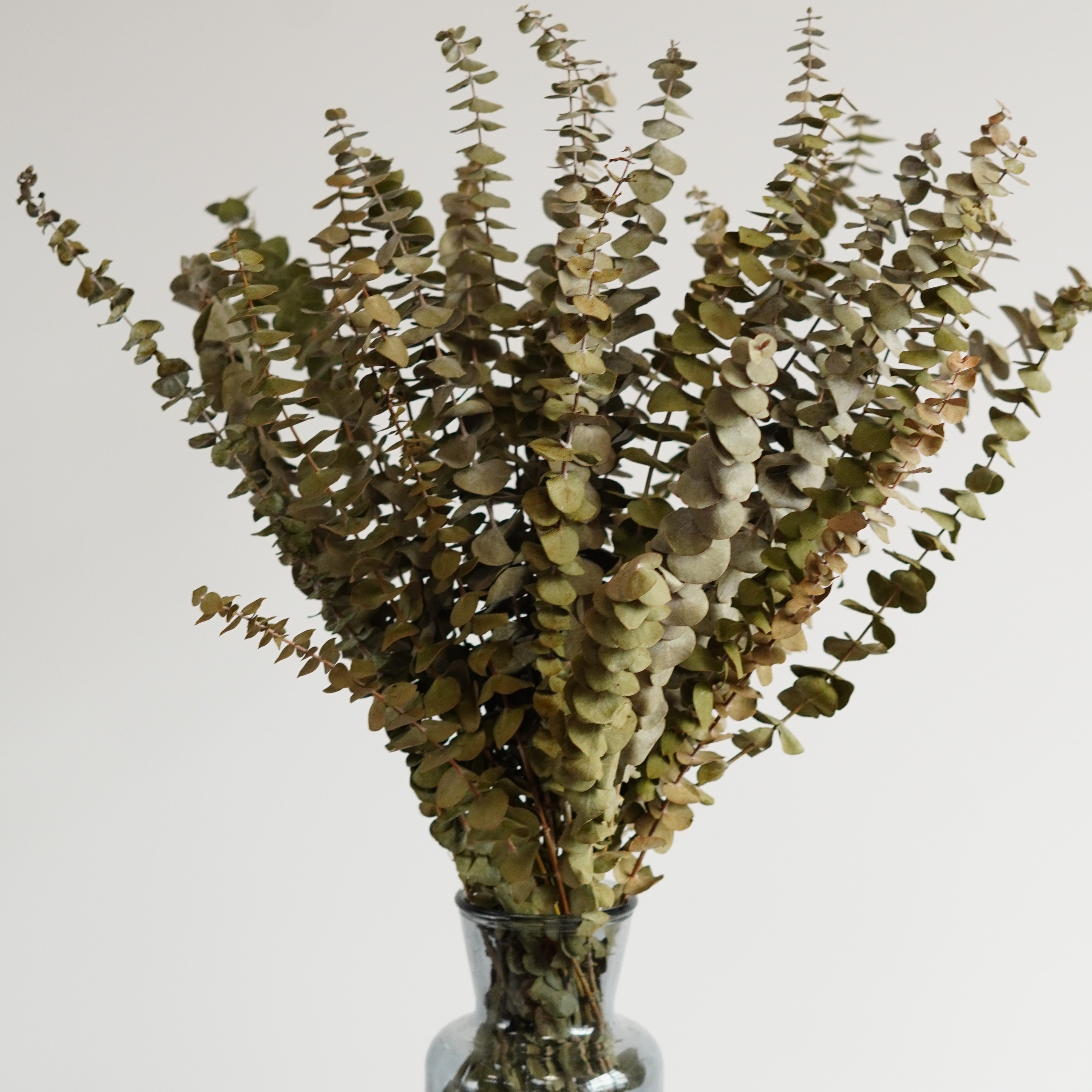 Preserved Eucalyptus Dried Eucalyptus Bunch Home Decor Shower Aesthetic Natural Eucalyptus Leaves