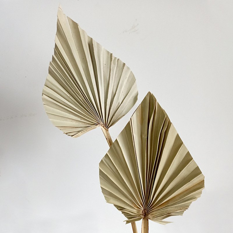 Ins Boho Style City Blooms Mini Flower Dried Palm Leaves Spears Natural Dried Palm Fans Leaf for Wedding Decoration Arragnement