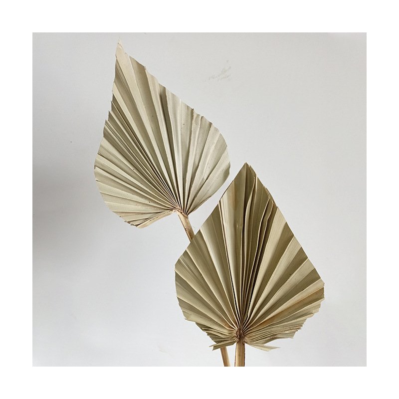Ins Boho Style City Blooms Mini Flower Dried Palm Leaves Spears Natural Dried Palm Fans Leaf for Wedding Decoration Arragnement