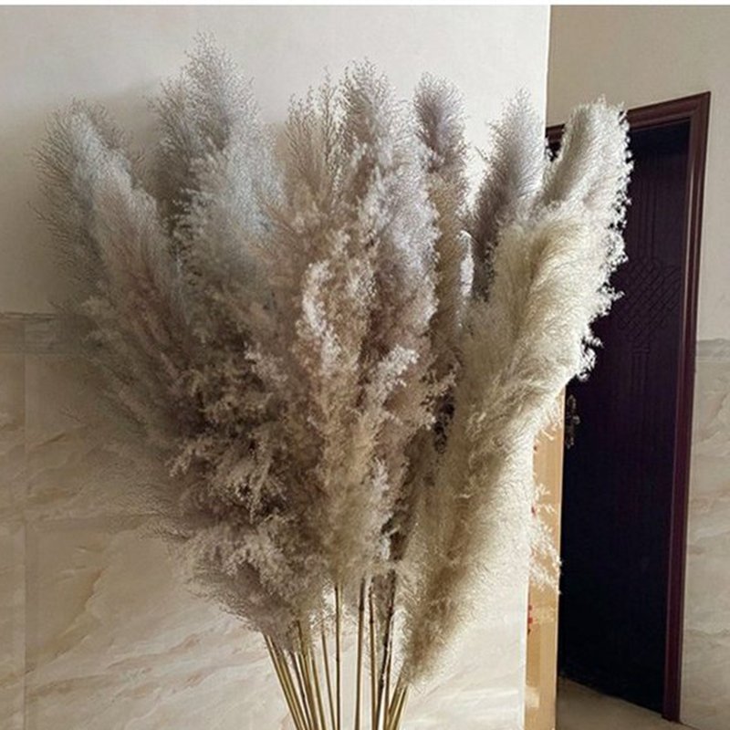 Factory Natural Dried Flowers Large Pampas Grass for Home Pampas Grass Wedding Centerpieces