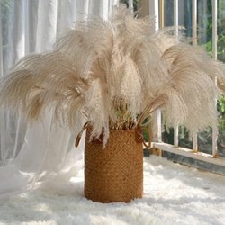 50pcs