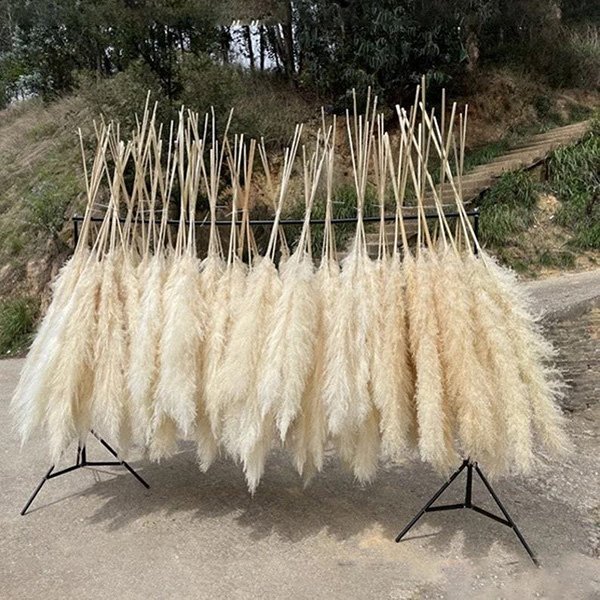 Wholesale Boho Decor Tall pampas Grass Weddings Home Natural Dried Flower Decorative Flowers Fluffy Khaki Large Pampa Grass
