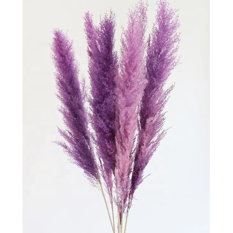 Fluffy Small Pompa Pamps Grass Decor Natural Pampus Plume Panpas Grass Tall Dried Pampasgras Pampass Purple Large Pampas Grass
