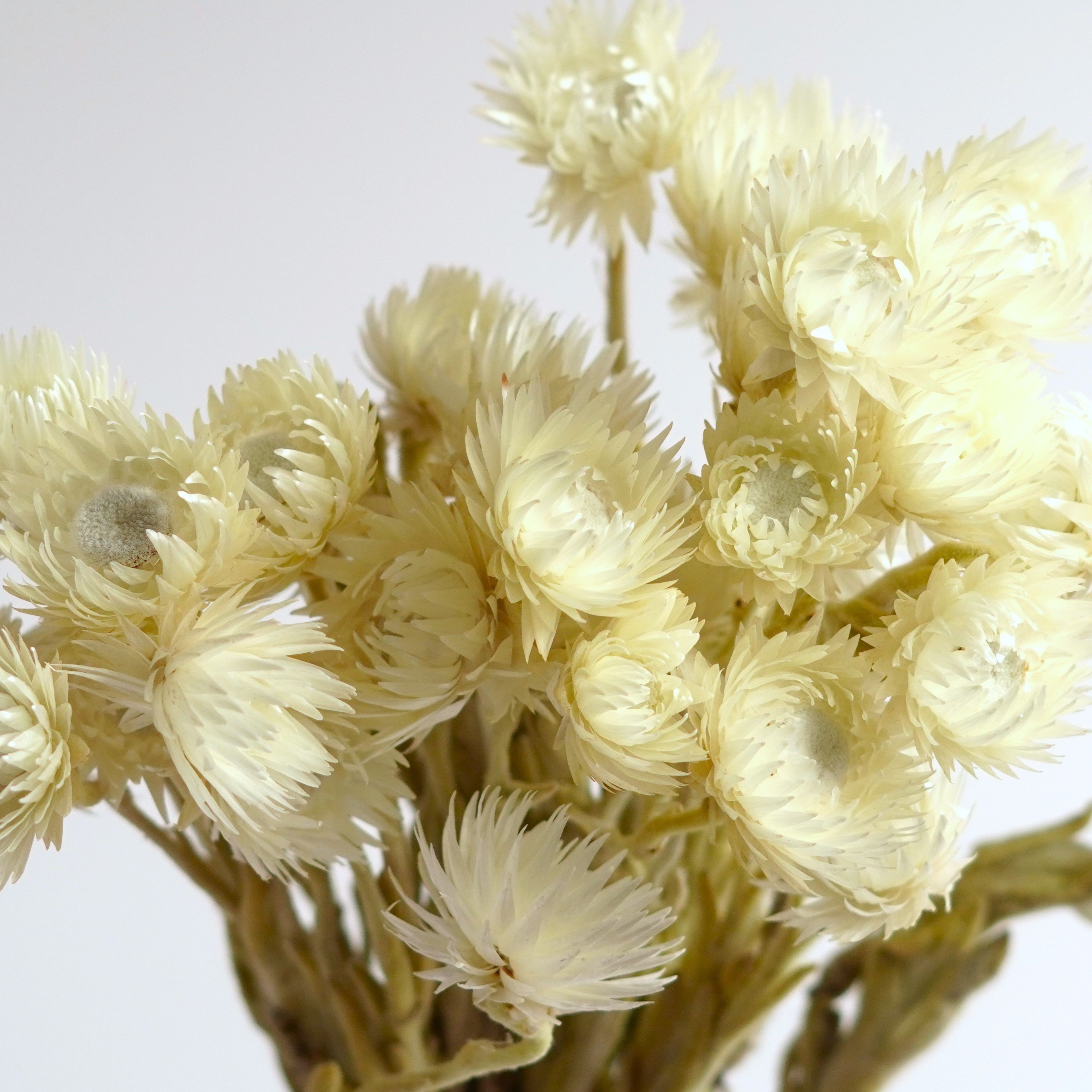 White Strawflowers / Preserved Chrysanthemum Flowers / Perfect for Wedding Home Decor DIY Floral arrangements