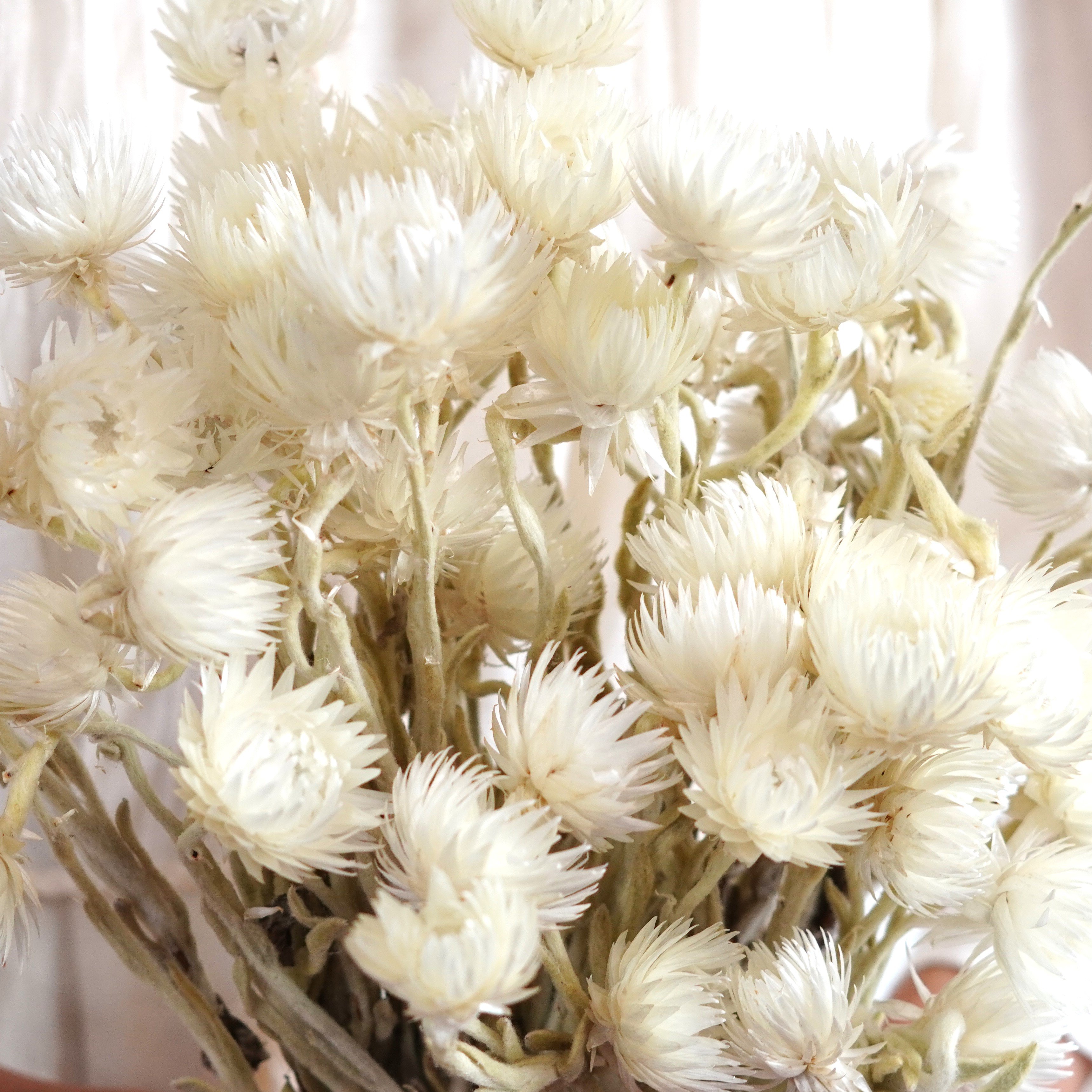 White Strawflowers / Preserved Chrysanthemum Flowers / Perfect for Wedding Home Decor DIY Floral arrangements