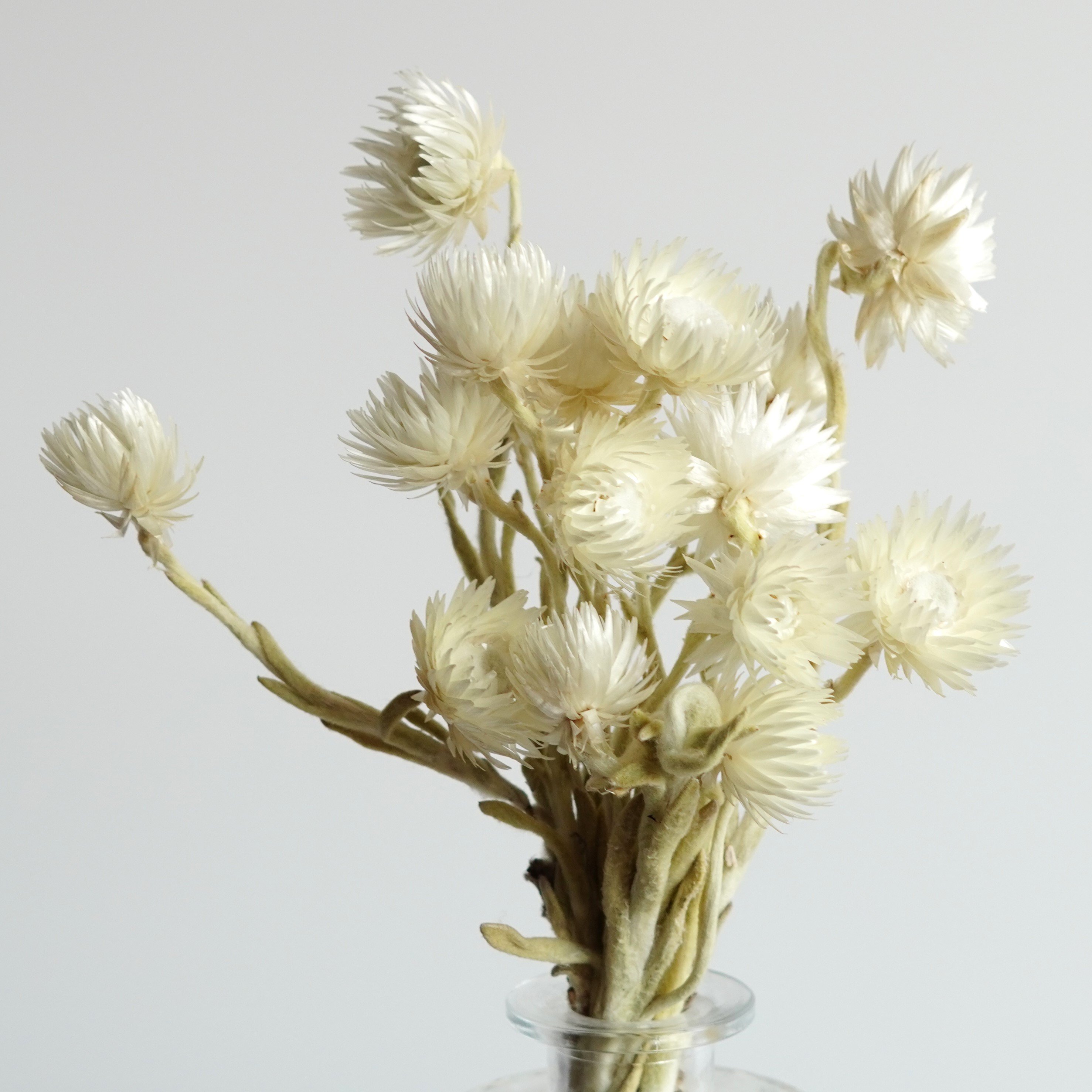 White Strawflowers / Preserved Chrysanthemum Flowers / Perfect for Wedding Home Decor DIY Floral arrangements