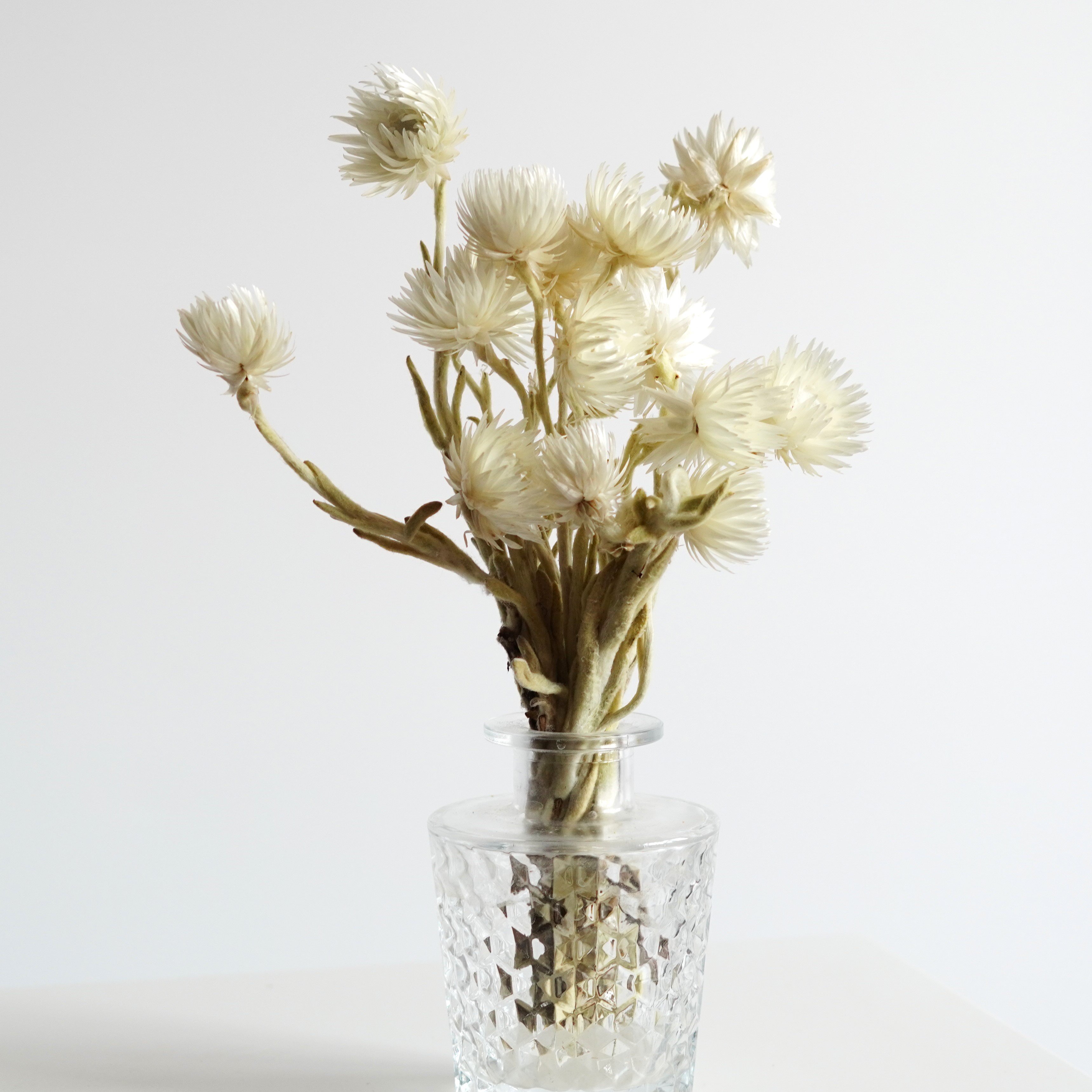 White Strawflowers / Preserved Chrysanthemum Flowers / Perfect for Wedding Home Decor DIY Floral arrangements