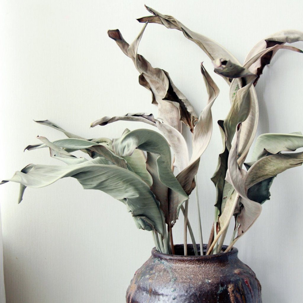 Top Sale Wholesale Bird of Paradise Dried Flowers Bouquet Grass Long Stem Flower for Decoration