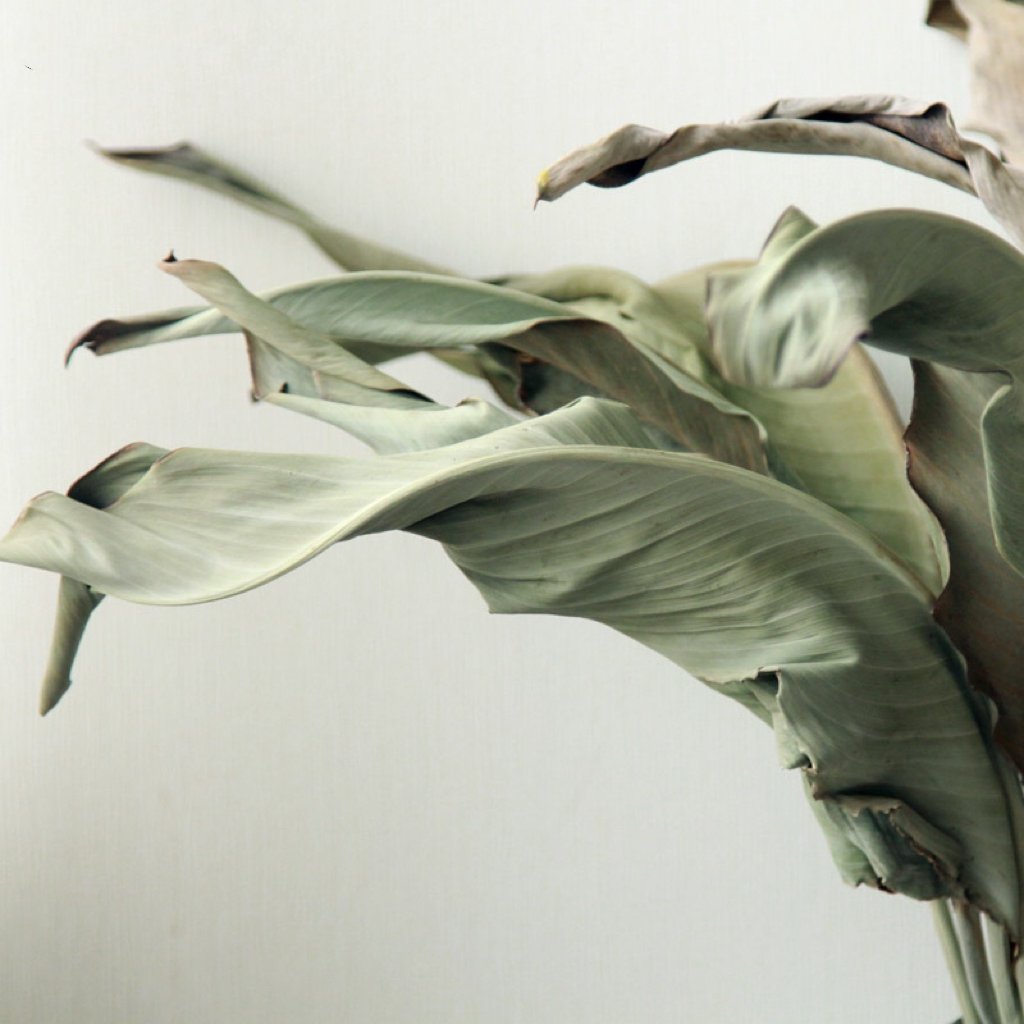 Top Sale Wholesale Bird of Paradise Dried Flowers Bouquet Grass Long Stem Flower for Decoration