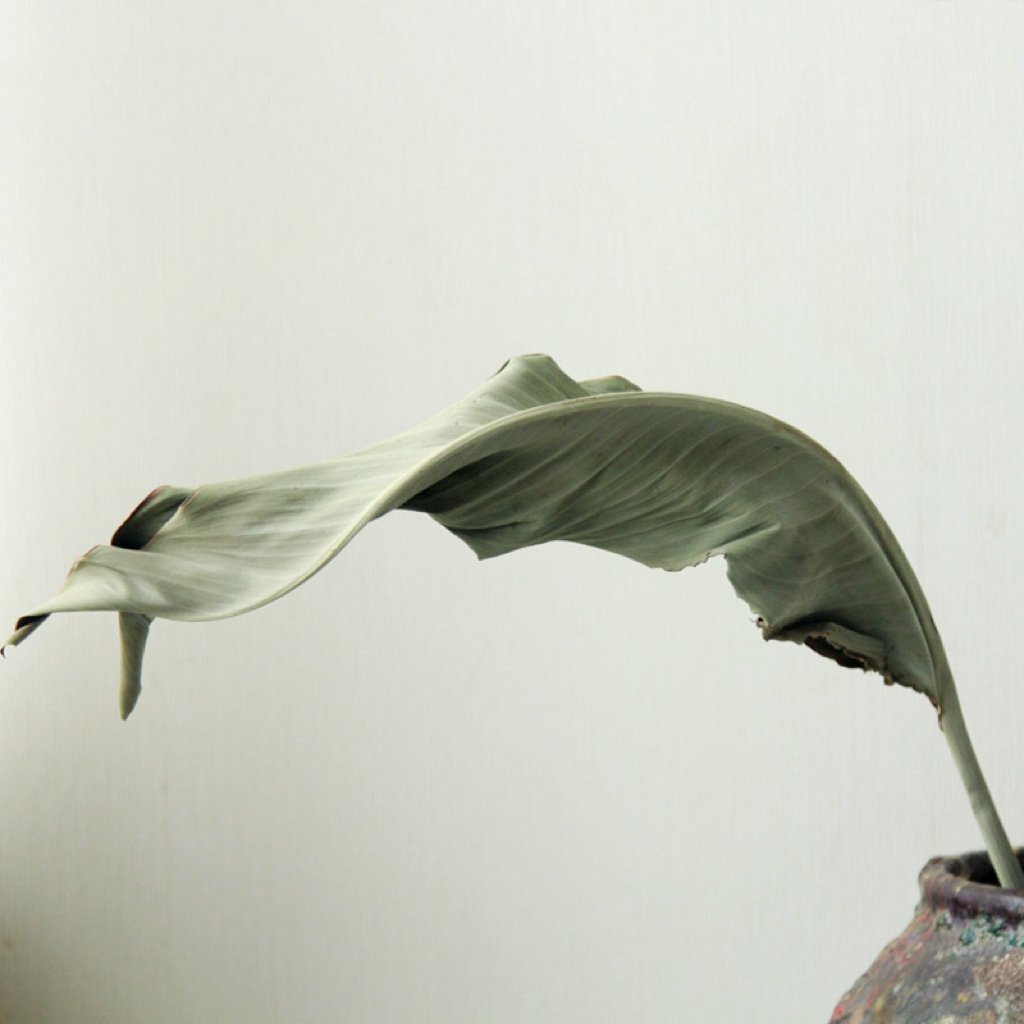Top Sale Wholesale Bird of Paradise Dried Flowers Bouquet Grass Long Stem Flower for Decoration