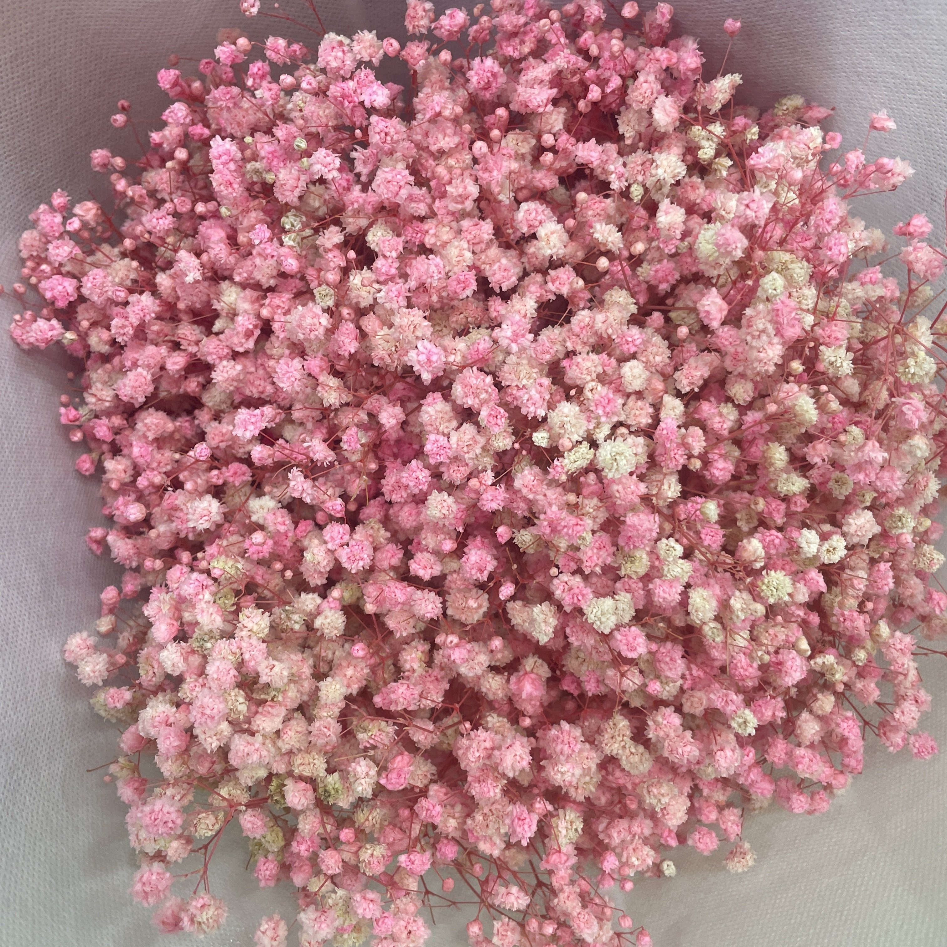 Wholesale Wedding Decoration Preserved Gypsophila Baby Breath Flowers