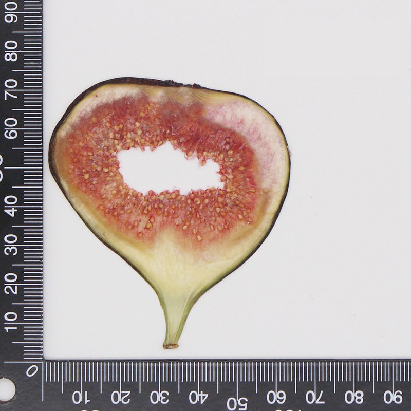 DIY fruit apple carambola watermelon pitaya FIG cantaloupes dried pressed pieces for candle craft phone case making
