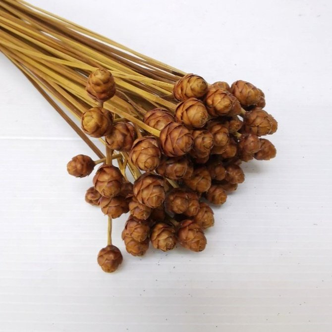 Wholesale Natural Preserved Acacia Dried Flowers for Decoration