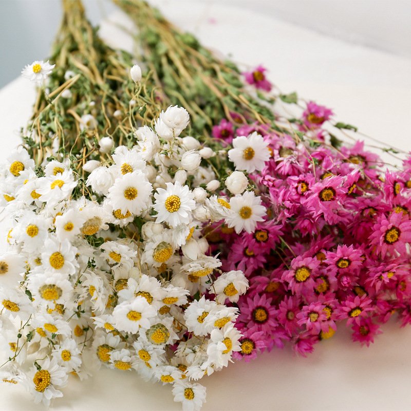 Wholesale Mother's Day Gift Pink Dried Rhodanthe Daisies Dried Pink Daisy Bunch for Home Decor