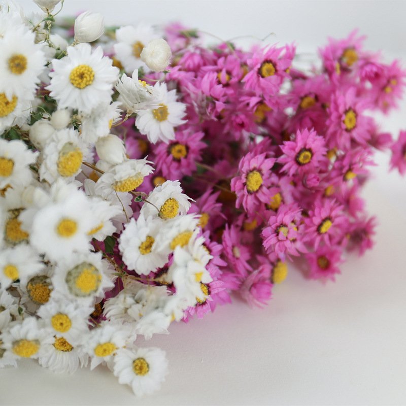 Wholesale Mother's Day Gift Pink Dried Rhodanthe Daisies Dried Pink Daisy Bunch for Home Decor