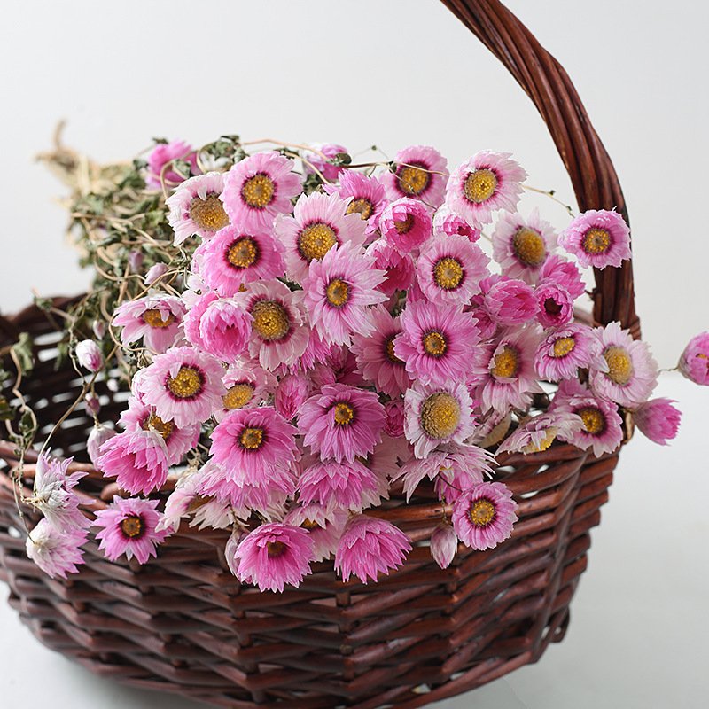 Wholesale Mother's Day Gift Pink Dried Rhodanthe Daisies Dried Pink Daisy Bunch for Home Decor