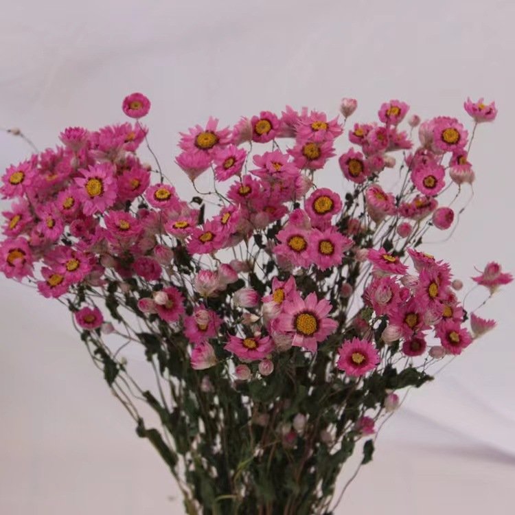 Wholesale Mother's Day Gift Pink Dried Rhodanthe Daisies Dried Pink Daisy Bunch for Home Decor