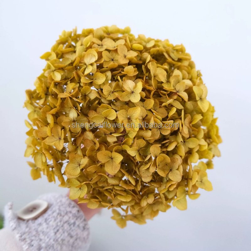 Wholesale Dried High Quality Outdoor Large Preserved Anna Hydrangea For Home/wedding Decoration Flowers