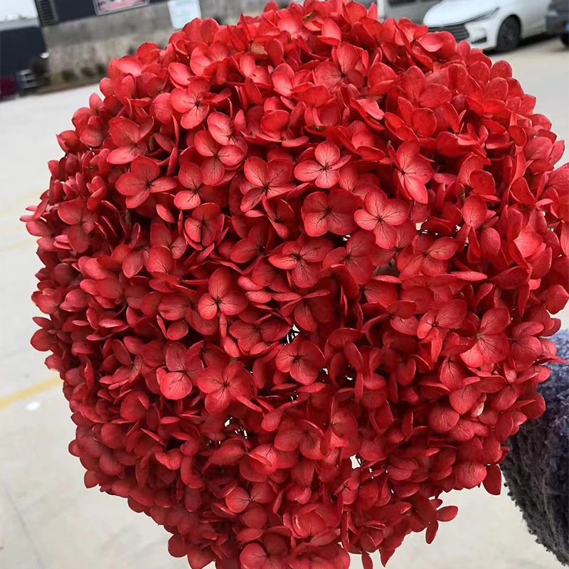 Wholesale Dried High Quality Outdoor Large Preserved Anna Hydrangea For Home/wedding Decoration Flowers