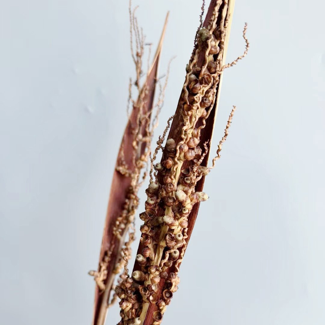 Dried flower export Natural Coco Azedo Stems/Branches/Centerpiece decor/ /Home Decor DIY flower decor