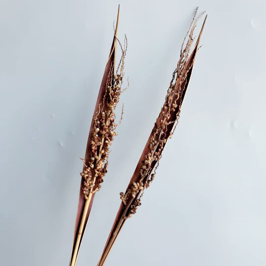 Dried flower export Natural Coco Azedo Stems/Branches/Centerpiece decor/ /Home Decor DIY flower decor
