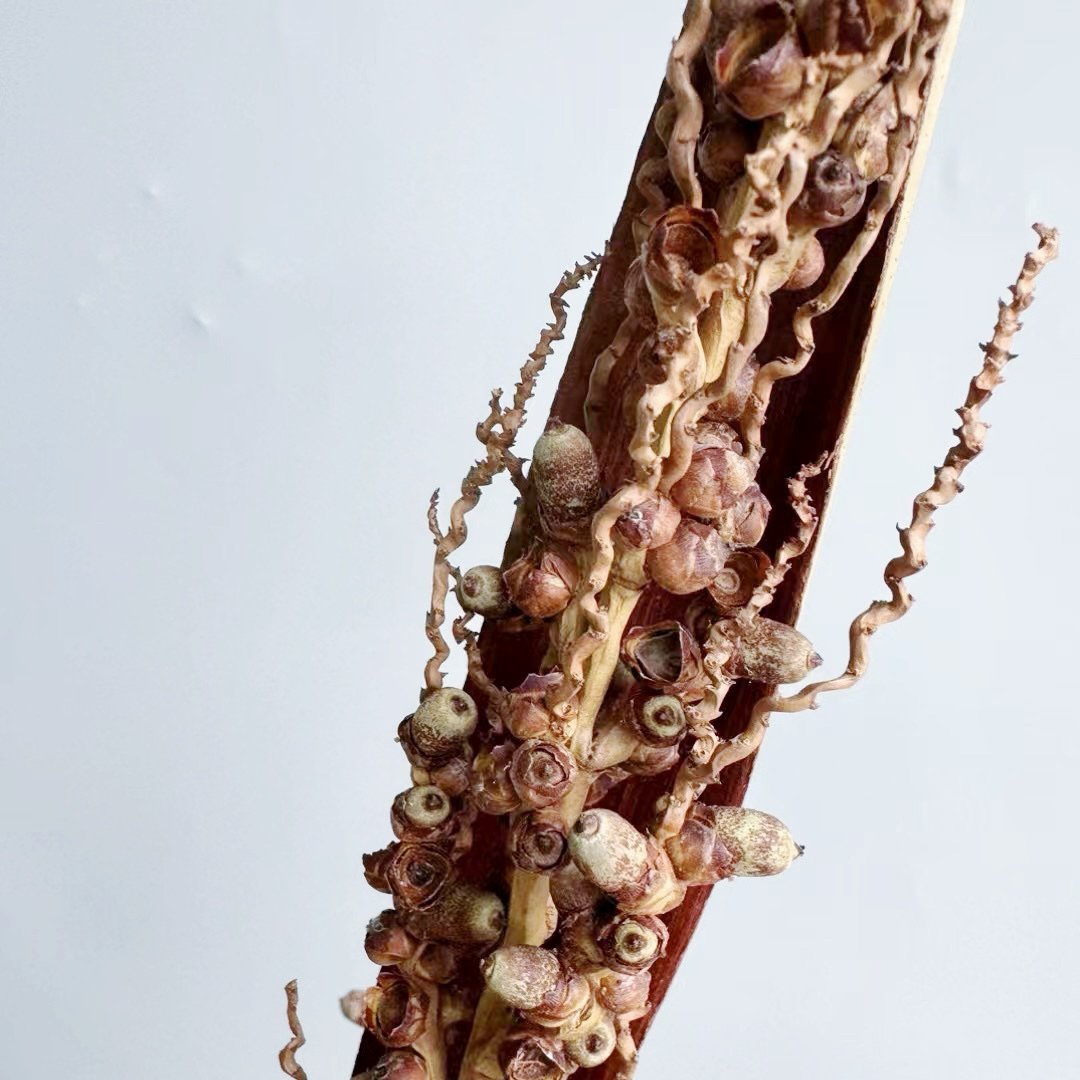 Dried flower export Natural Coco Azedo Stems/Branches/Centerpiece decor/ /Home Decor DIY flower decor