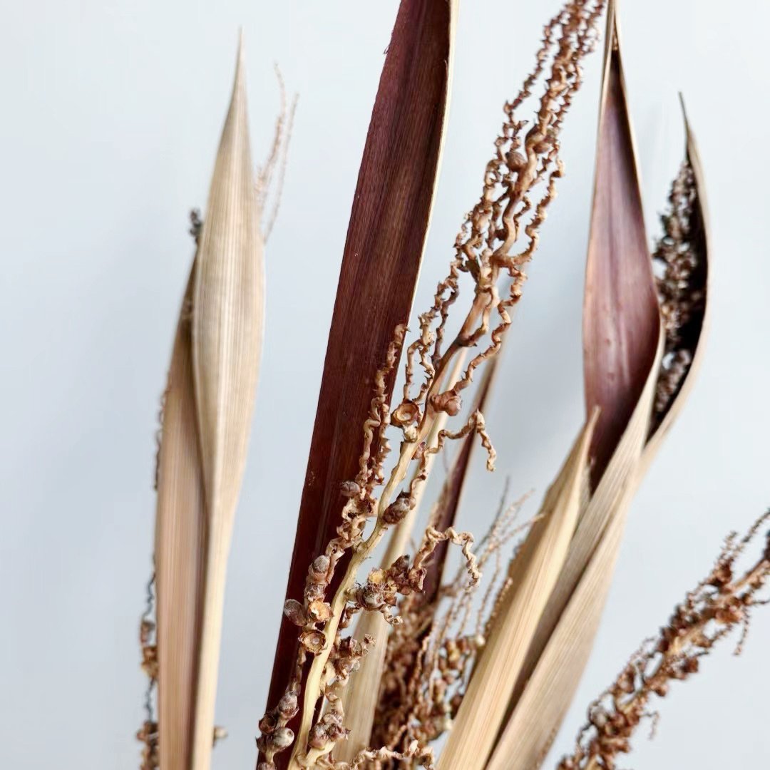 Dried flower export Natural Coco Azedo Stems/Branches/Centerpiece decor/ /Home Decor DIY flower decor