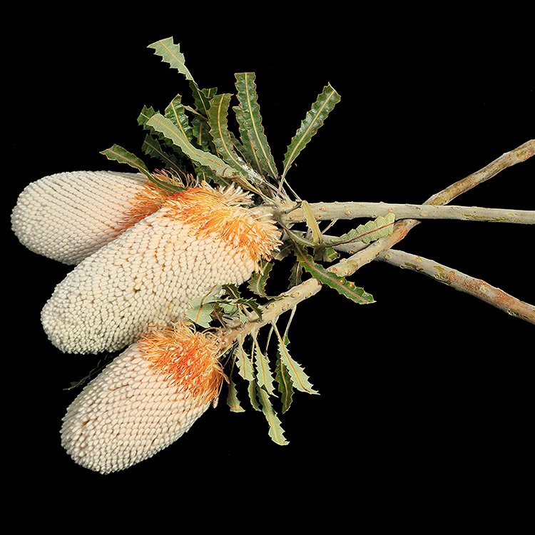 SumFlora China supplier eternal flower dried bakes flower for florist accessories