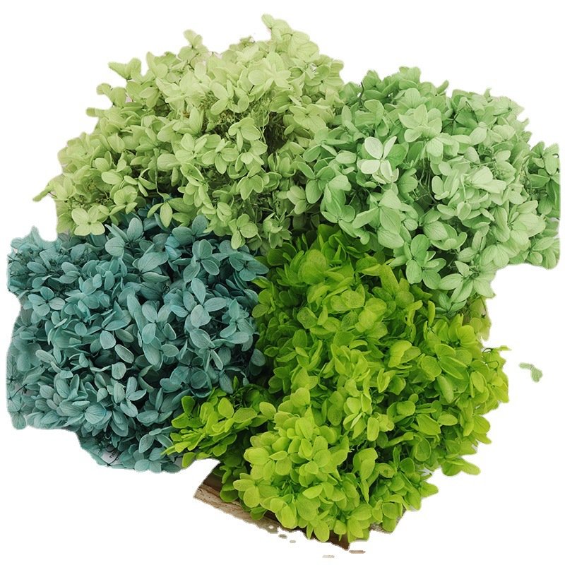 AYOYO OEM Natural Crafts Dried Flowers Hydrangea Petals Crafts Dried Flower Materials Perpetual Flowers