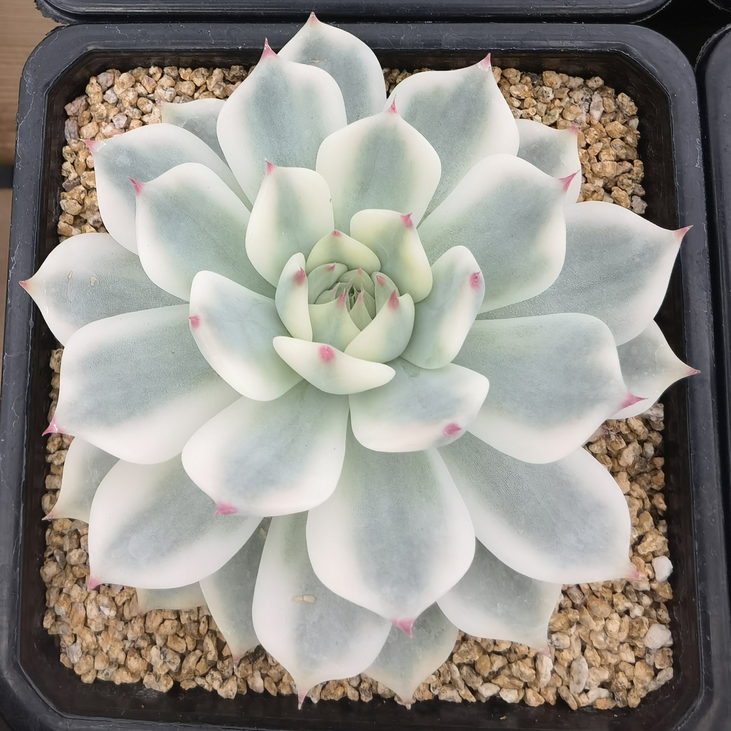 Rare and popular : Echeveria Chihuahua Variegated - a green decoration for your gargen