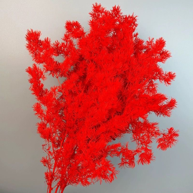 Yunnan Wholesale Natural Dried Preserved Plants Penglai Pine for Home Decoration Asparagus Myriocladus Ming Fern