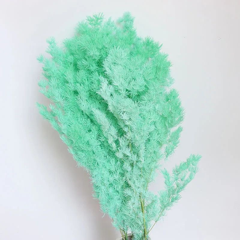 Yunnan Wholesale Natural Dried Preserved Plants Penglai Pine for Home Decoration Asparagus Myriocladus Ming Fern