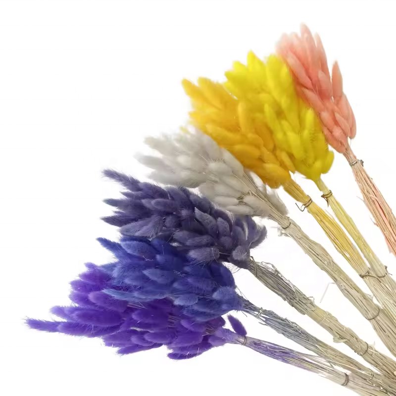 Longevity Dried Flowers Bunny Tail Grass Luxury Stabilized Bride Bouquet Flowers