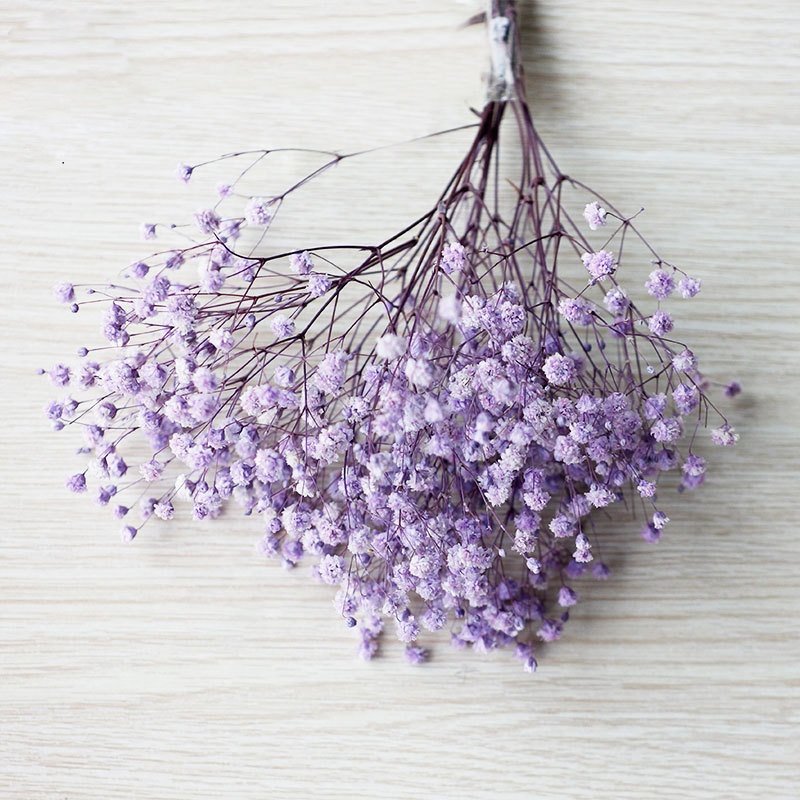 2024 Softdream Wholesale Decoration dried flower gypsophila bouquet dried preserved flowers babys breath for decor