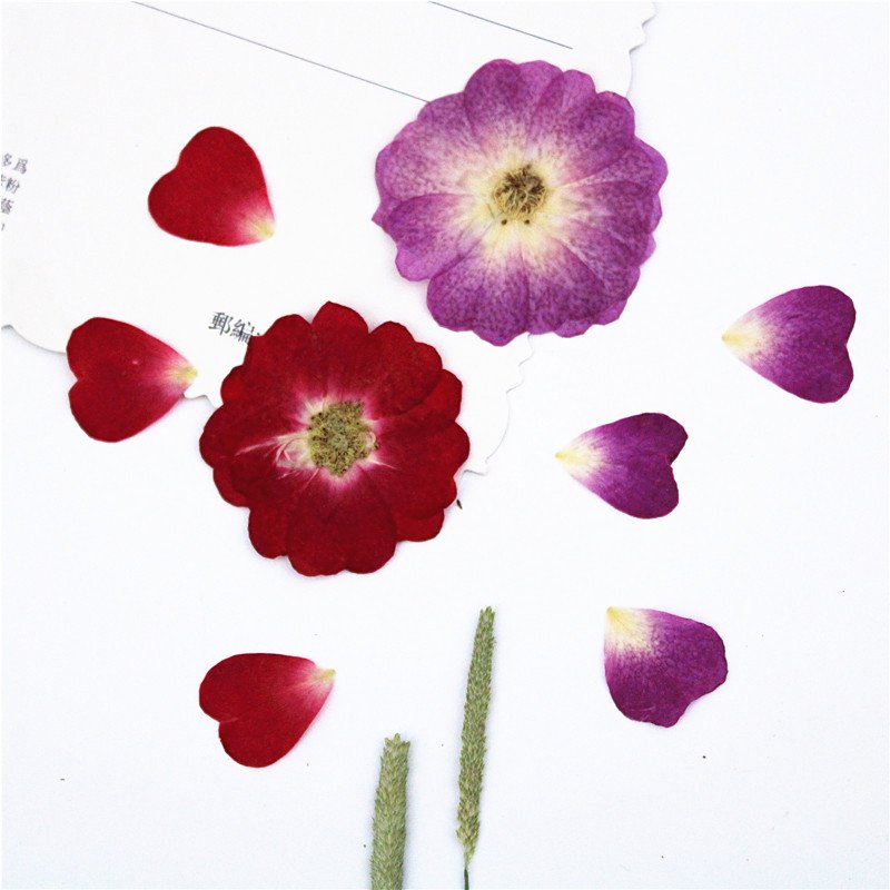 Dried Flower China Rose DIY Material Handmade Gift Chinese Rose Flower Dried Artificial Preserved Flowers