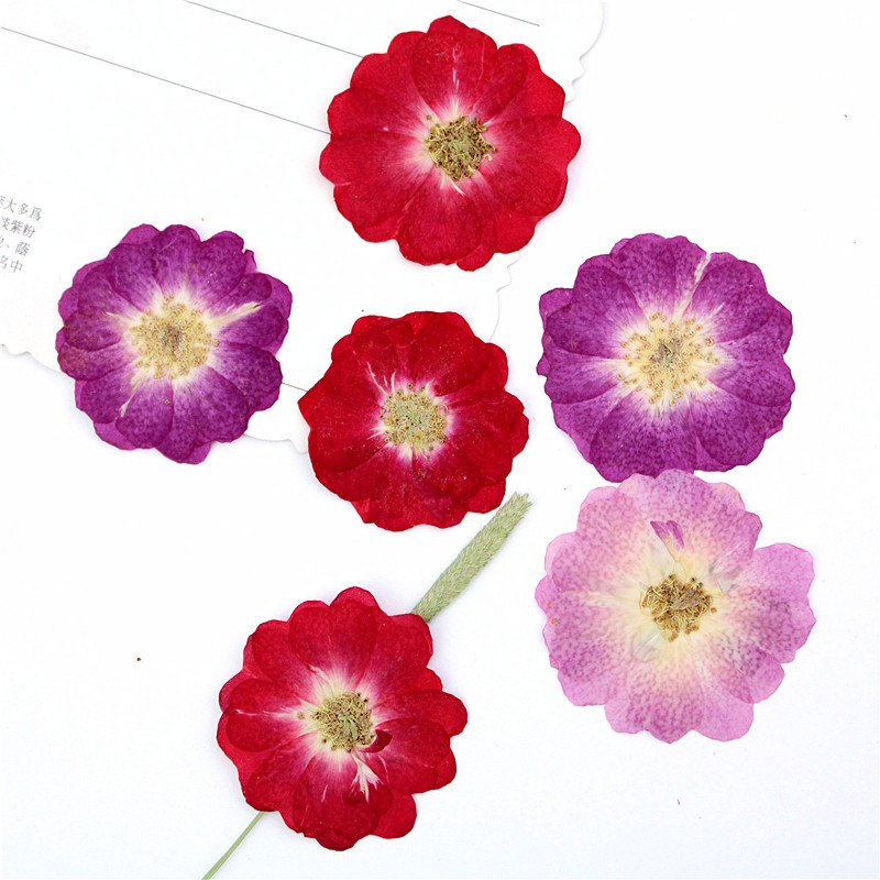 Dried Flower China Rose DIY Material Handmade Gift Chinese Rose Flower Dried Artificial Preserved Flowers