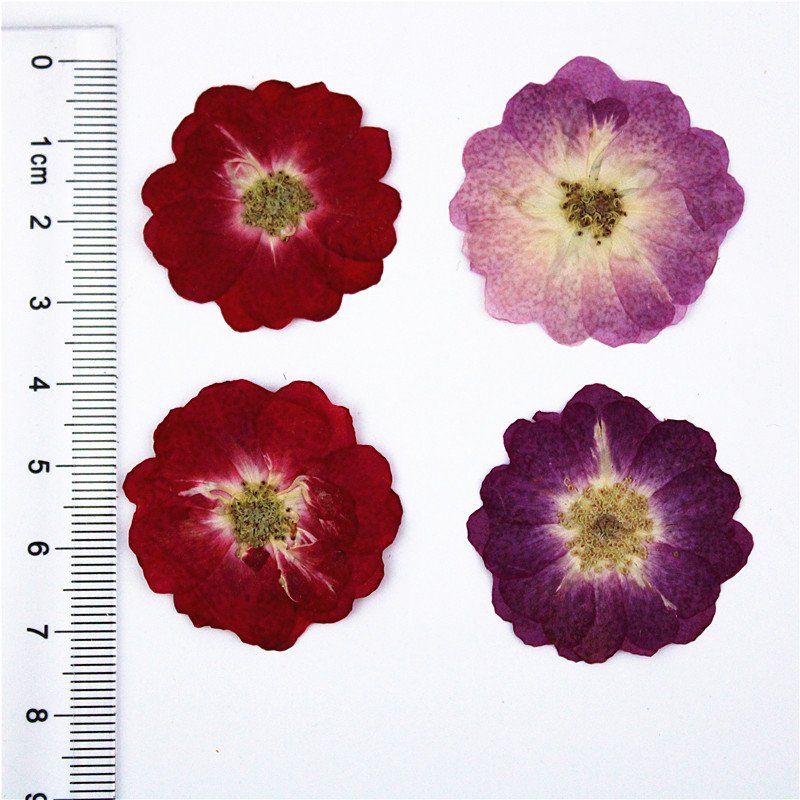 Dried Flower China Rose DIY Material Handmade Gift Chinese Rose Flower Dried Artificial Preserved Flowers