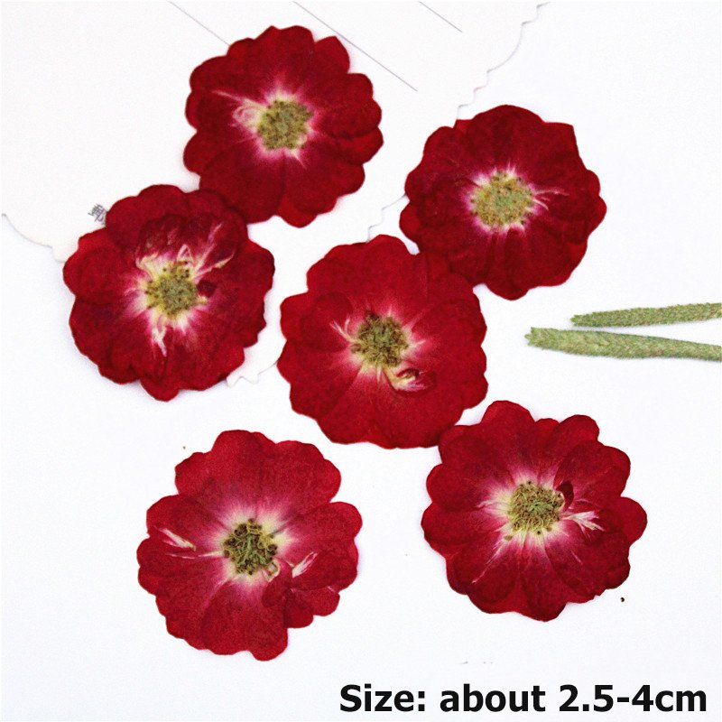 Dried Flower China Rose DIY Material Handmade Gift Chinese Rose Flower Dried Artificial Preserved Flowers
