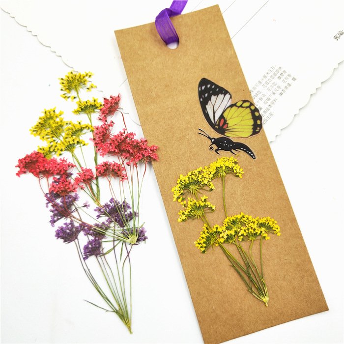 Queen Annes Lace Flower Dried Pressed Flower Plant Specimen Dried Flower Pressed DIY Bookmark Nails Press-on nails
