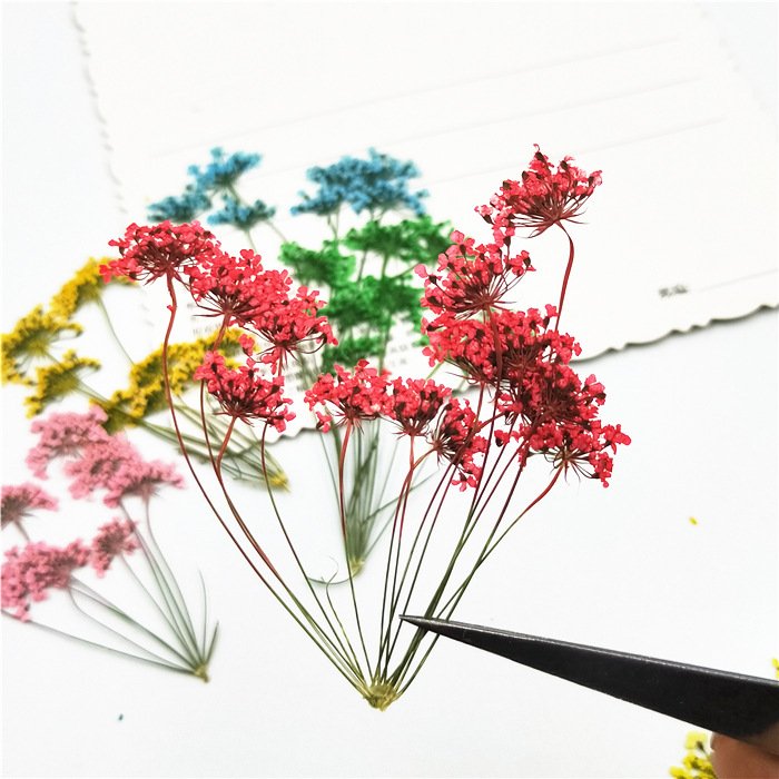 Queen Annes Lace Flower Dried Pressed Flower Plant Specimen Dried Flower Pressed DIY Bookmark Nails Press-on nails