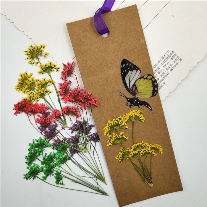 Queen Annes Lace Flower Dried Pressed Flower Plant Specimen Dried Flower Pressed DIY Bookmark Nails Press-on nails