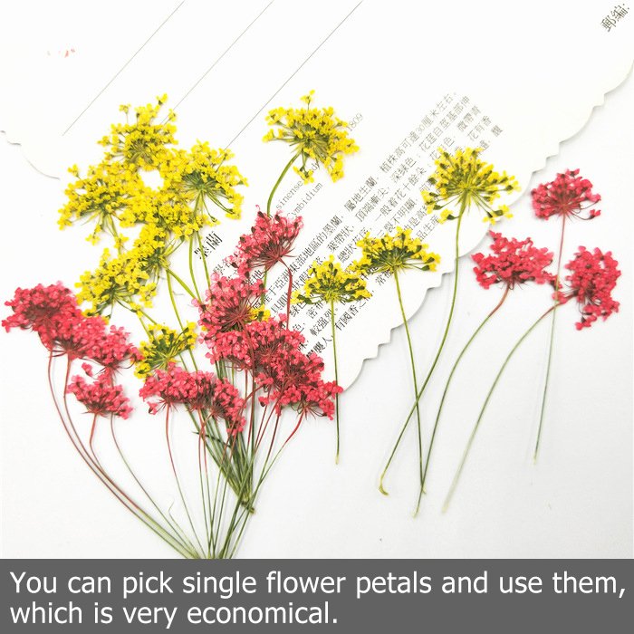 Queen Annes Lace Flower Dried Pressed Flower Plant Specimen Dried Flower Pressed DIY Bookmark Nails Press-on nails