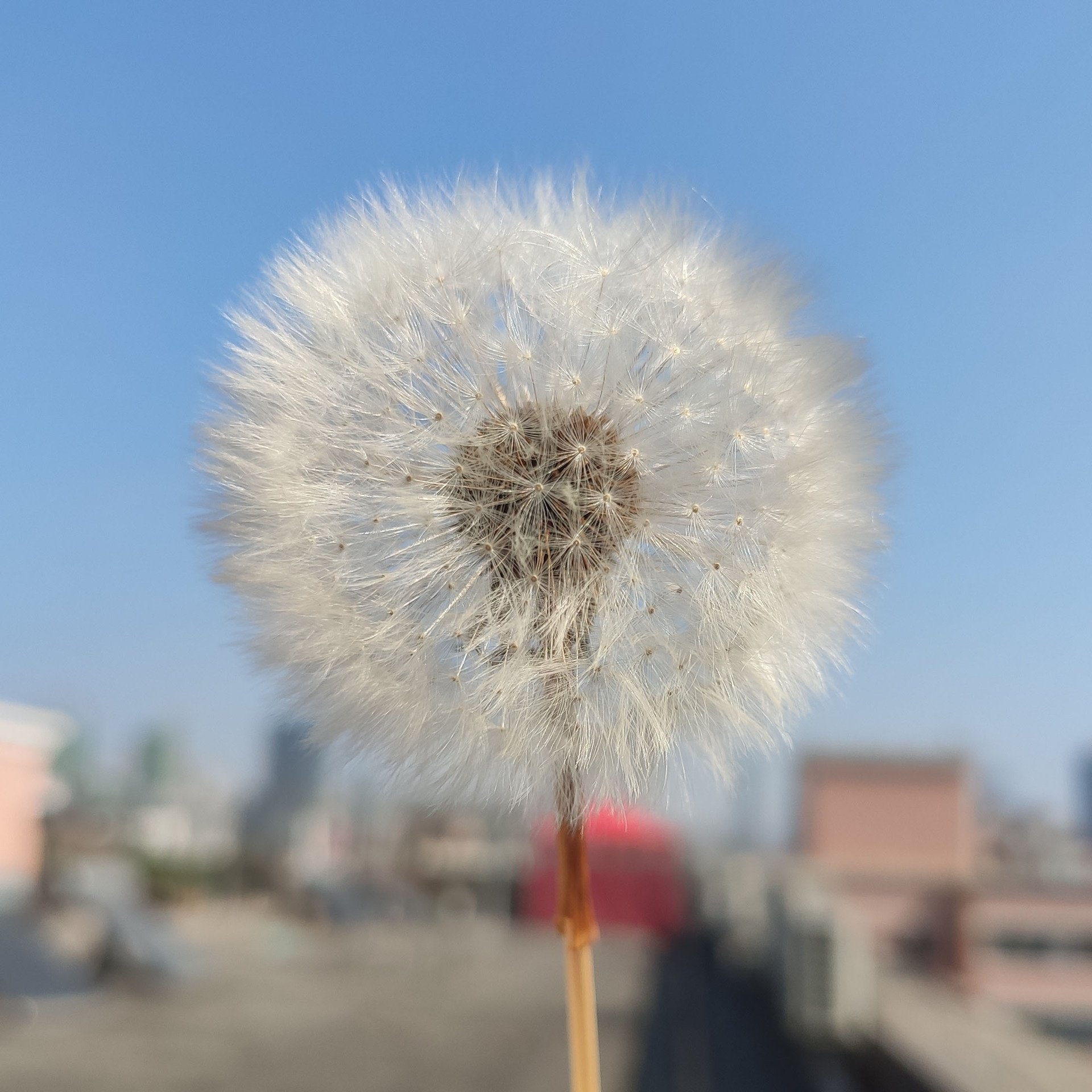 Dried dandelion flower eternal flower for handmade DIY raw material ornament decoration flower arrangement