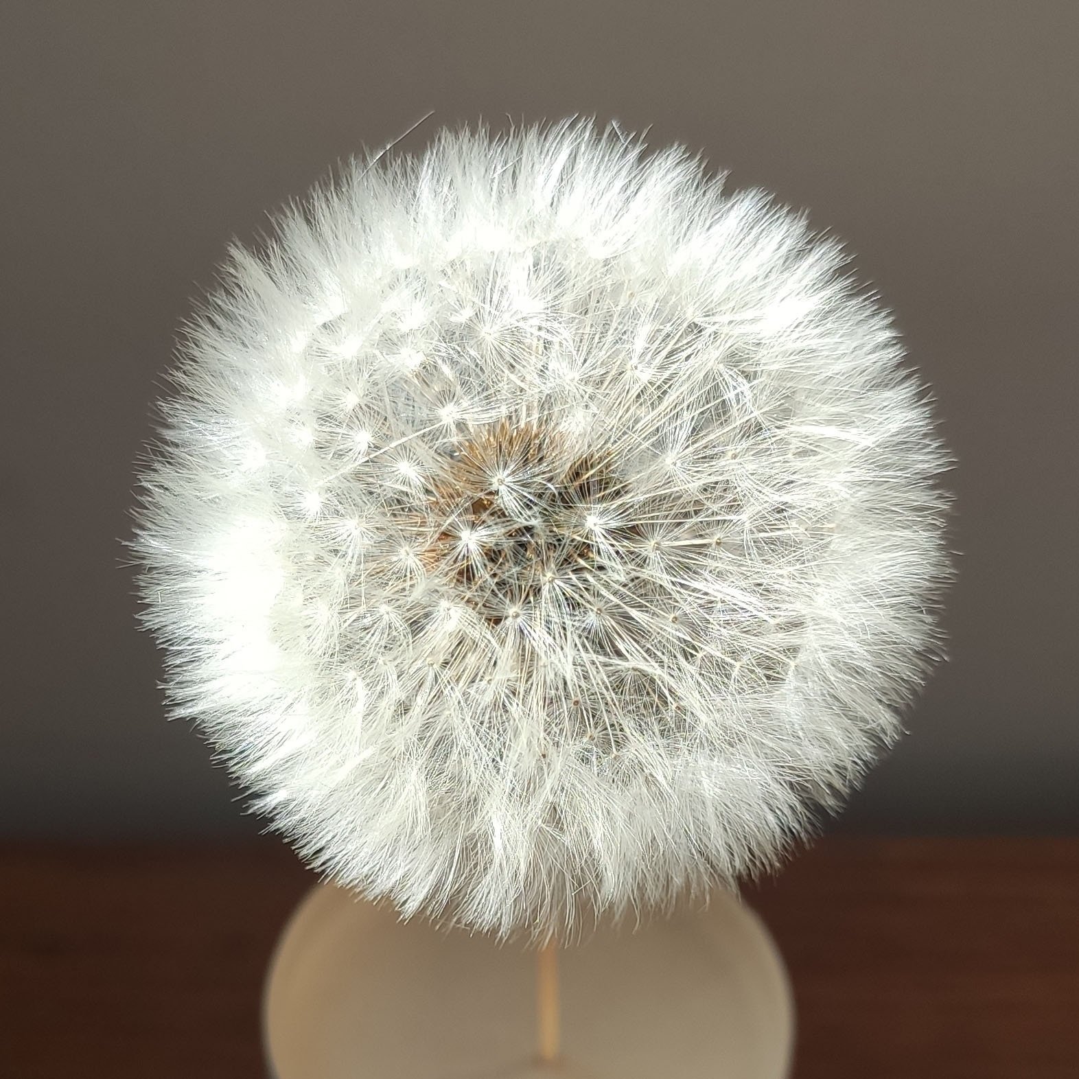 Dried dandelion flower eternal flower for handmade DIY raw material ornament decoration flower arrangement