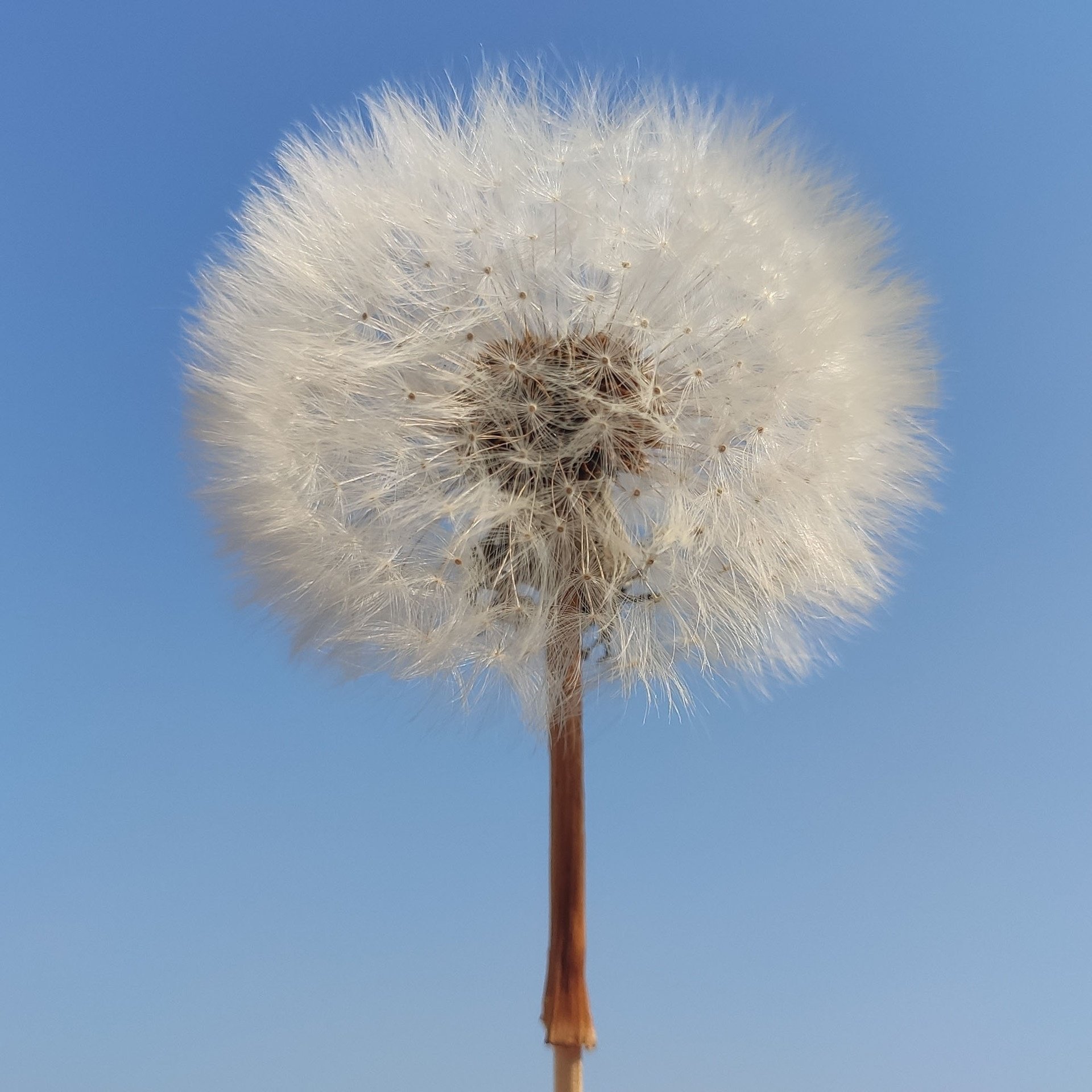 Dried dandelion flower eternal flower for handmade DIY raw material ornament decoration flower arrangement